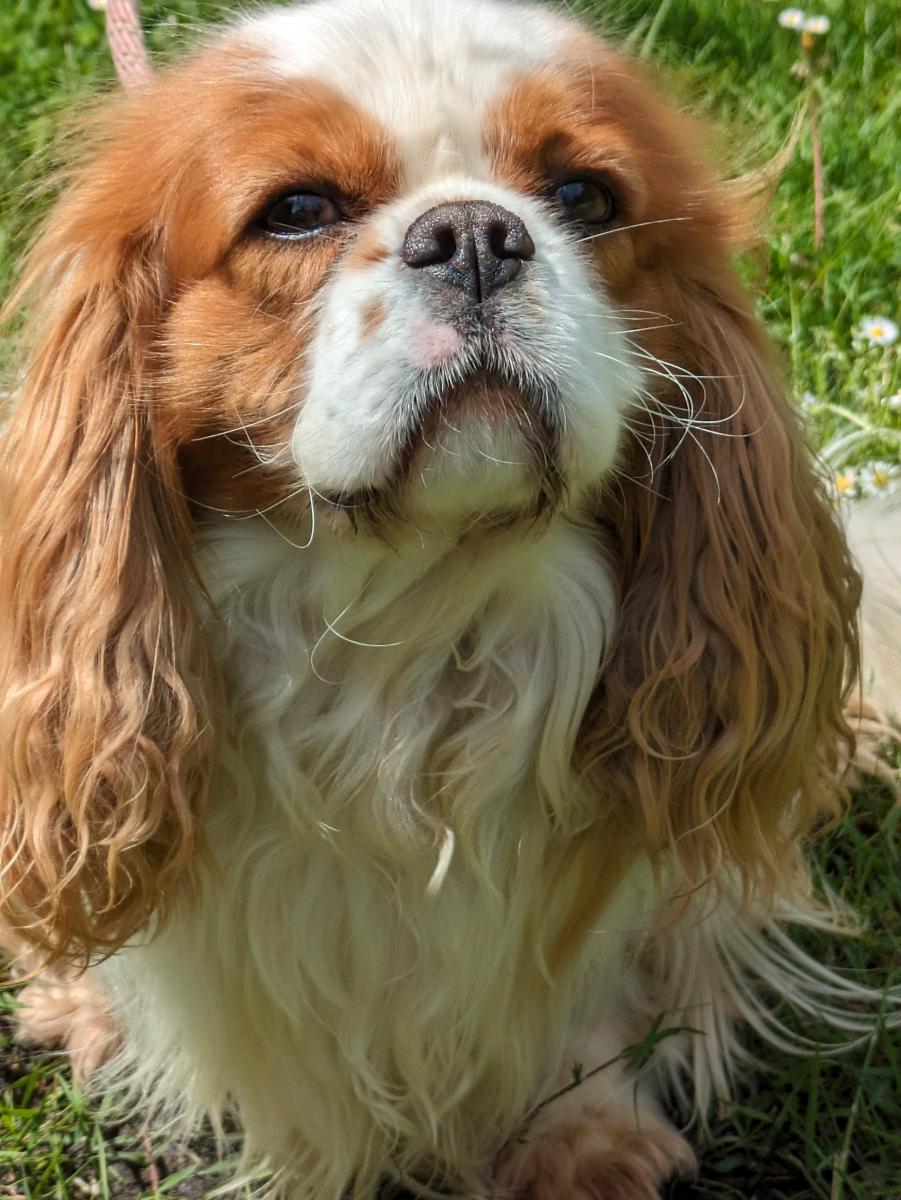 Cavalier king charles spaniel