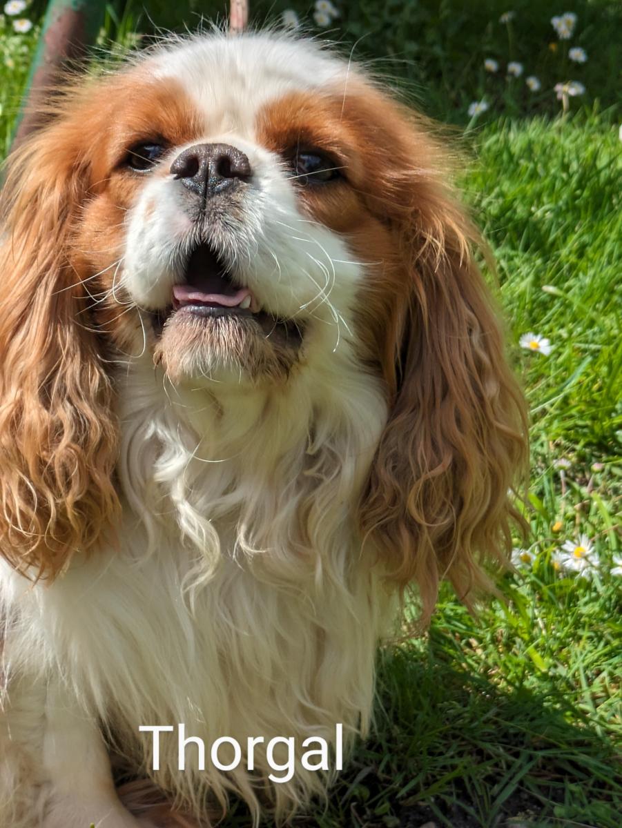 Cavalier king charles spaniel