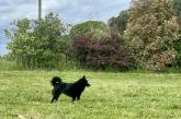 schipperke Des Derniers Centurions