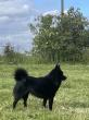 schipperke Des Derniers Centurions