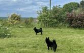 schipperke Des Derniers Centurions