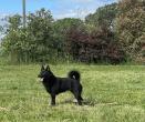 schipperke Des Derniers Centurions