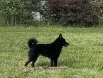 schipperke Des Derniers Centurions