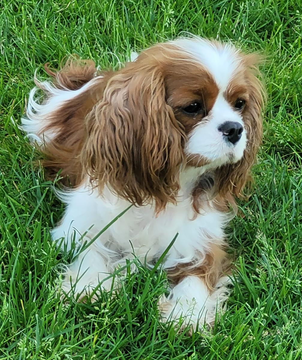 Cavalier king charles spaniel