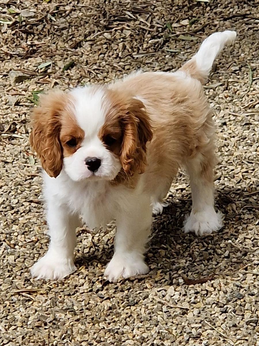 Cavalier king charles spaniel