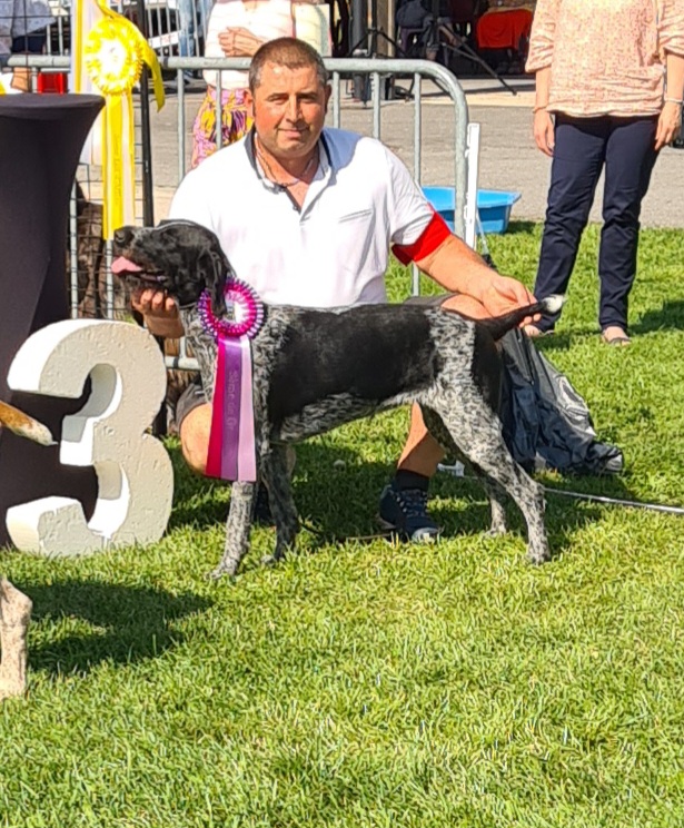 Chien d'arrt allemand  poil dur