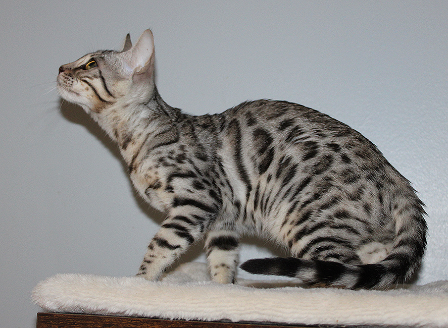 Bengal