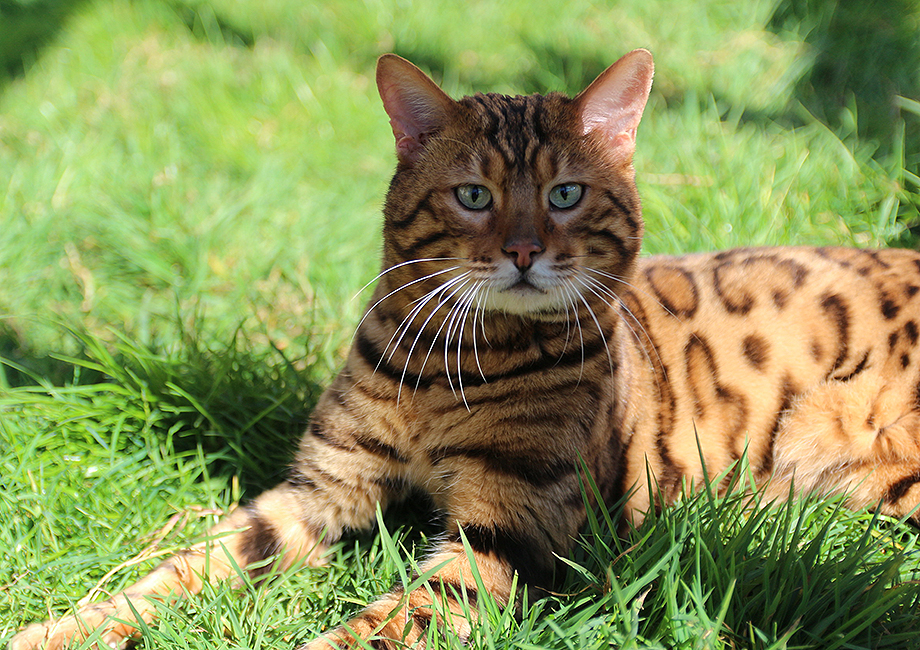 Bengal