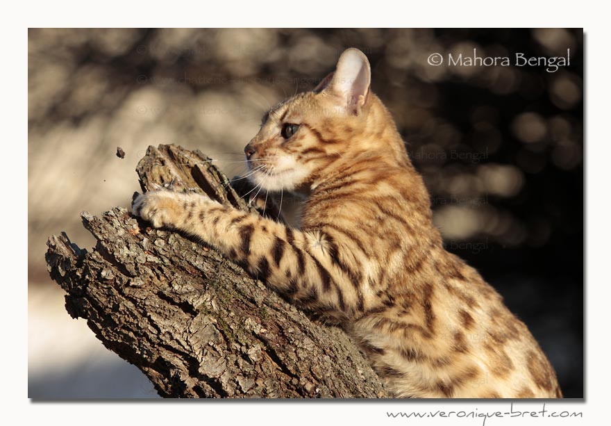 Bengal