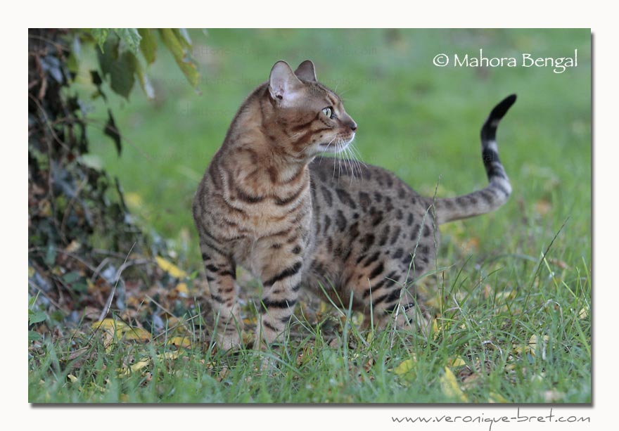 Bengal