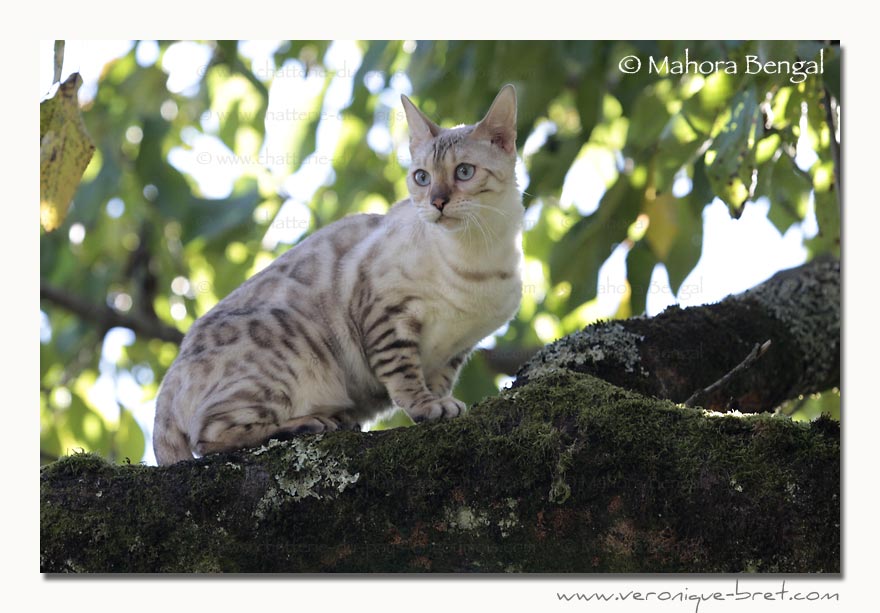 Bengal