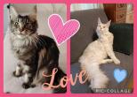 Parents des chatons ns le 15.03.2024