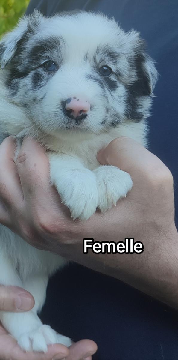 Border collie