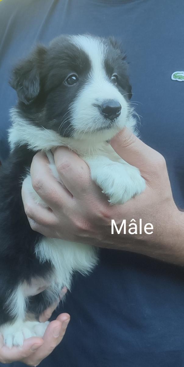 Border collie