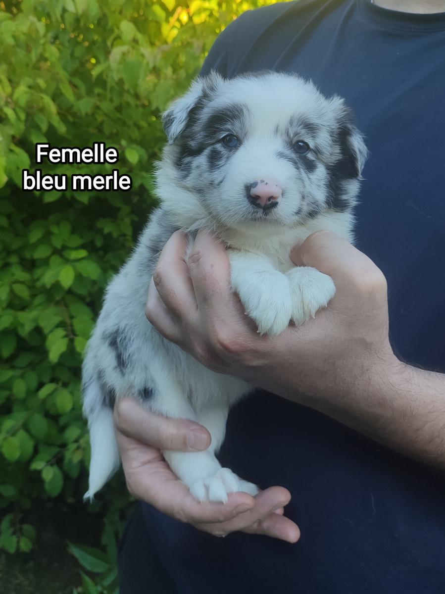 Border collie