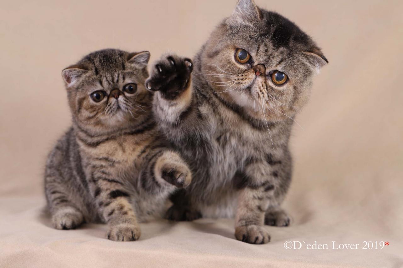 Exotic shorthair