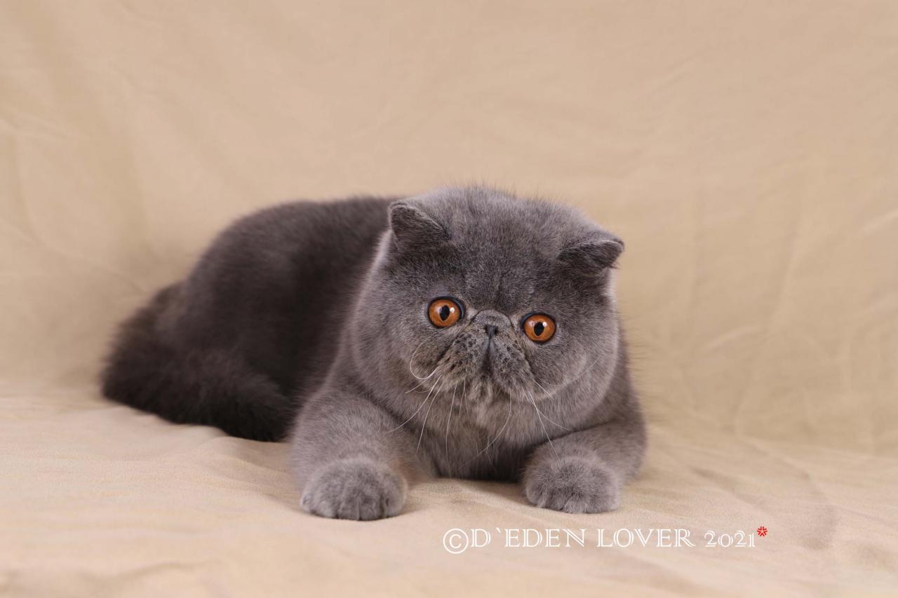 Exotic shorthair