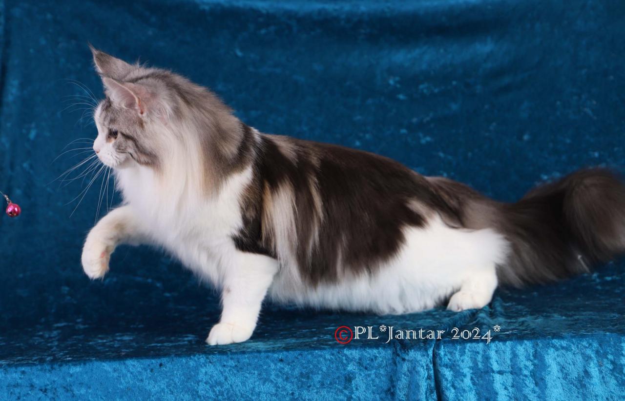 Maine coon