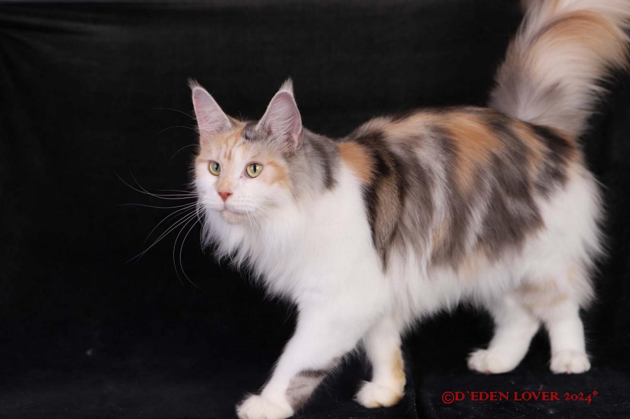 Maine coon