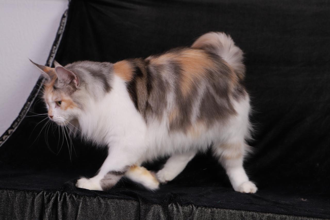 Maine coon