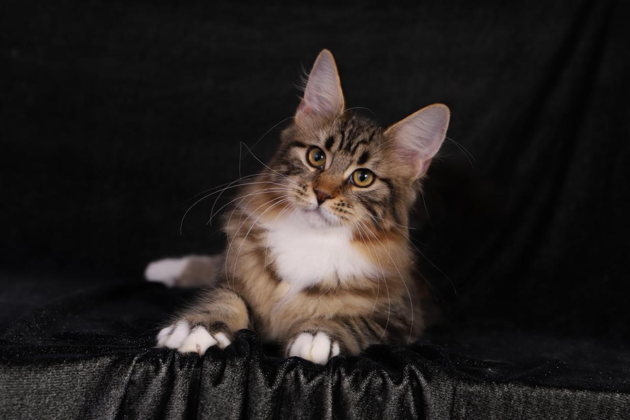 Maine coon