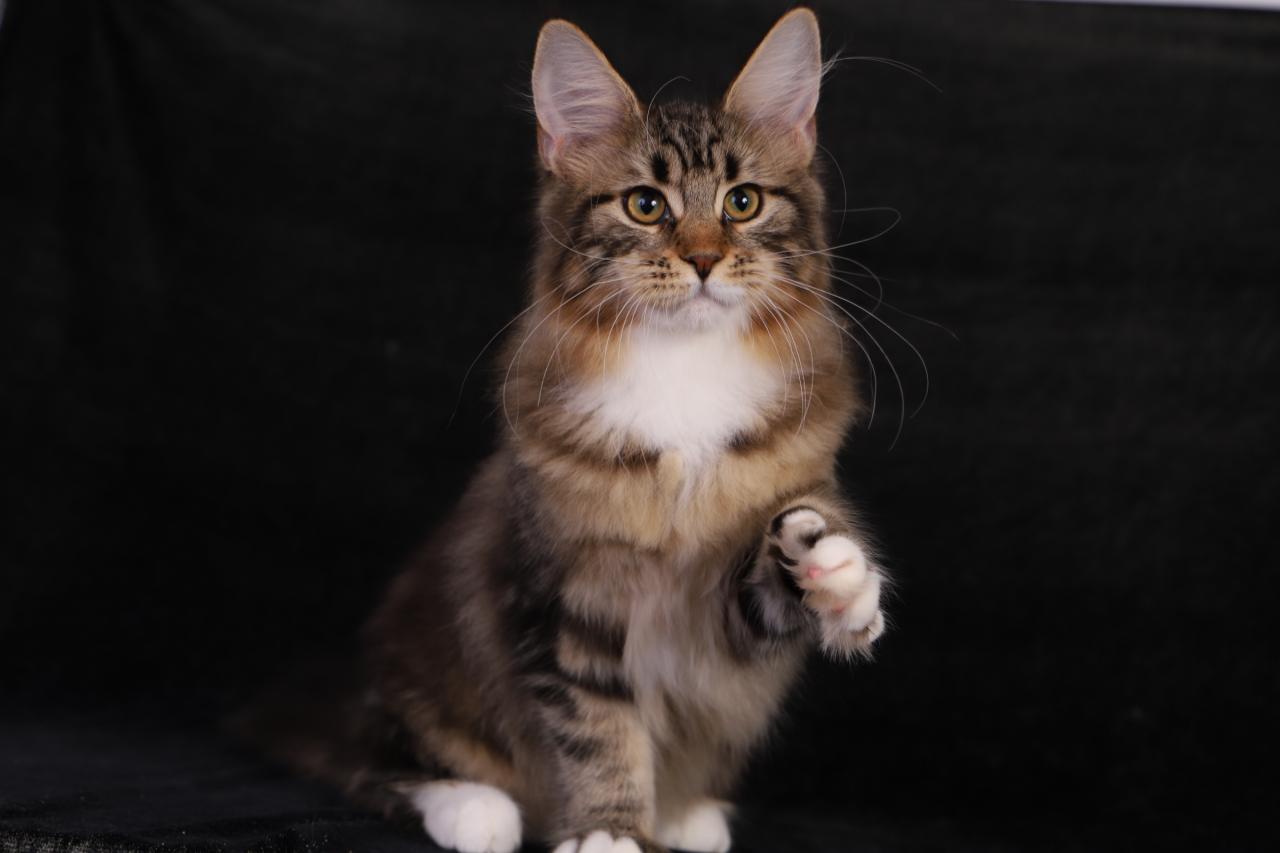 Maine coon