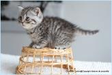 British shorthair silver tabby