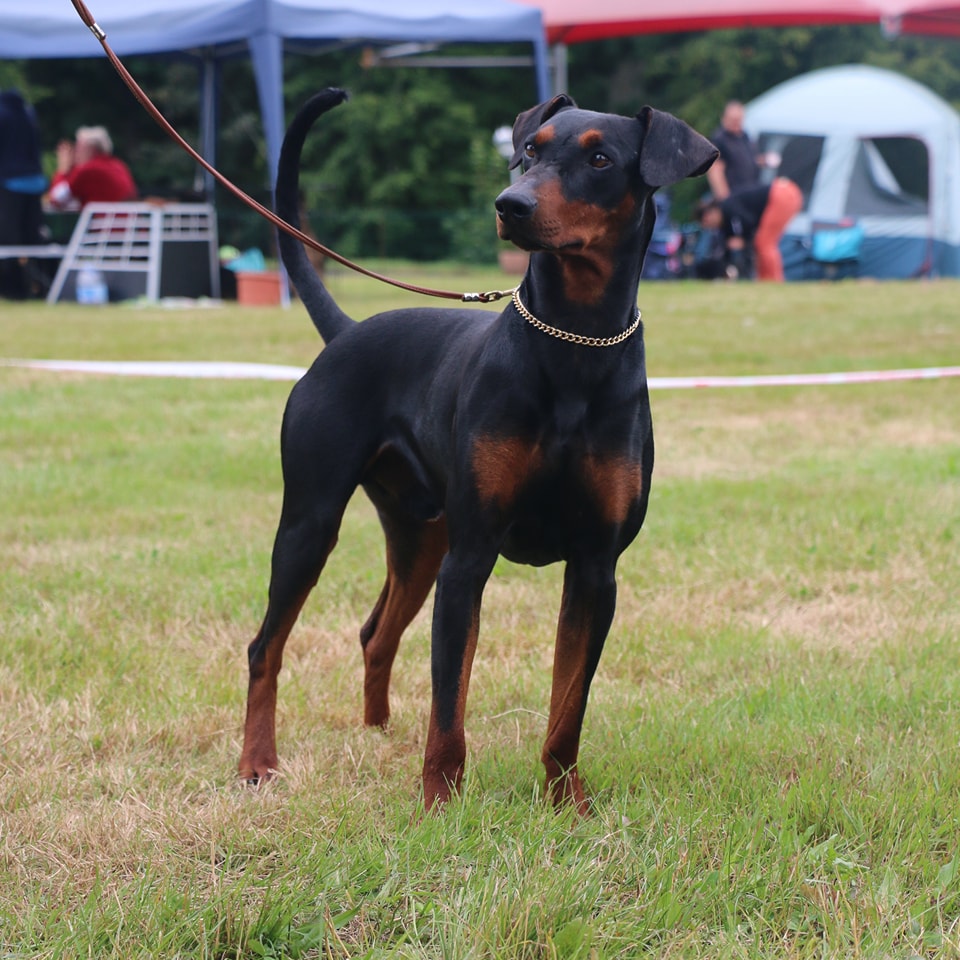 Pinscher allemand