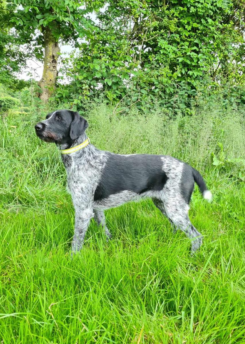 Chien d'arrt allemand  poil dur