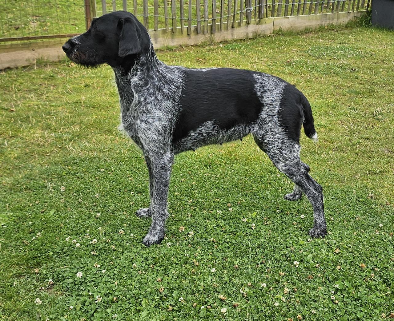 Chien d'arrt allemand  poil dur