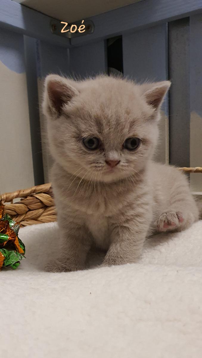 British shorthair