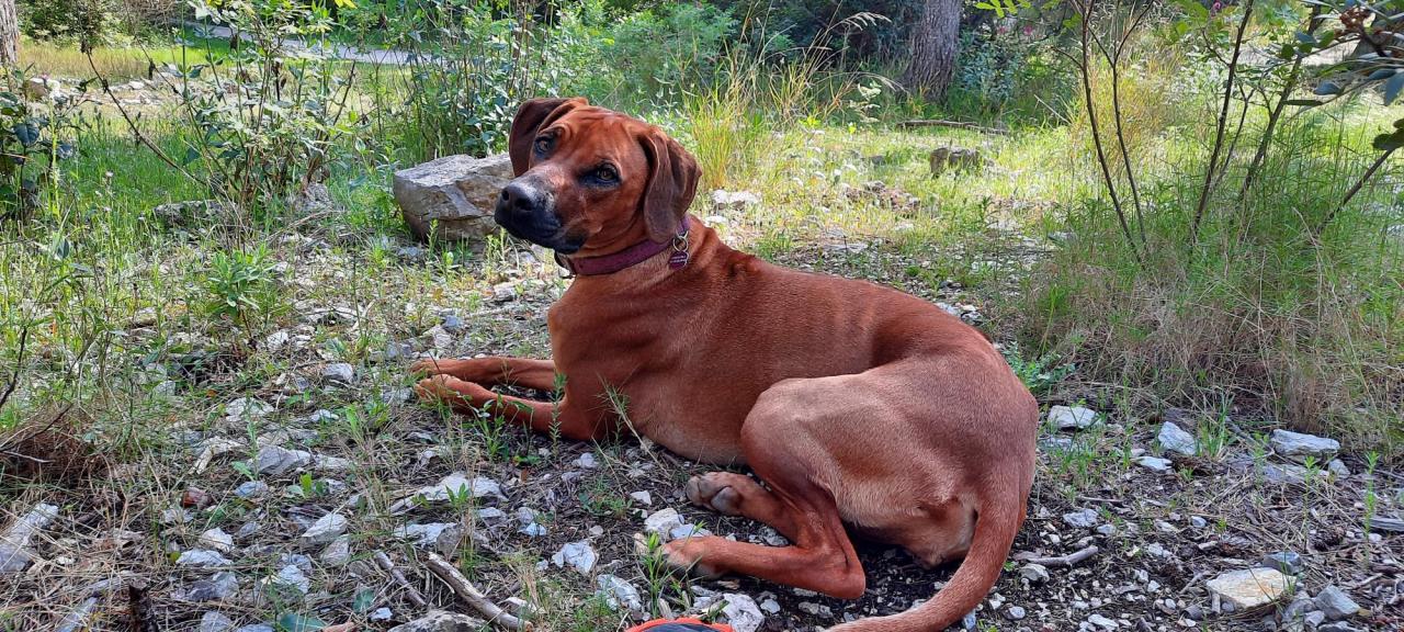 Rhodesian ridgeback