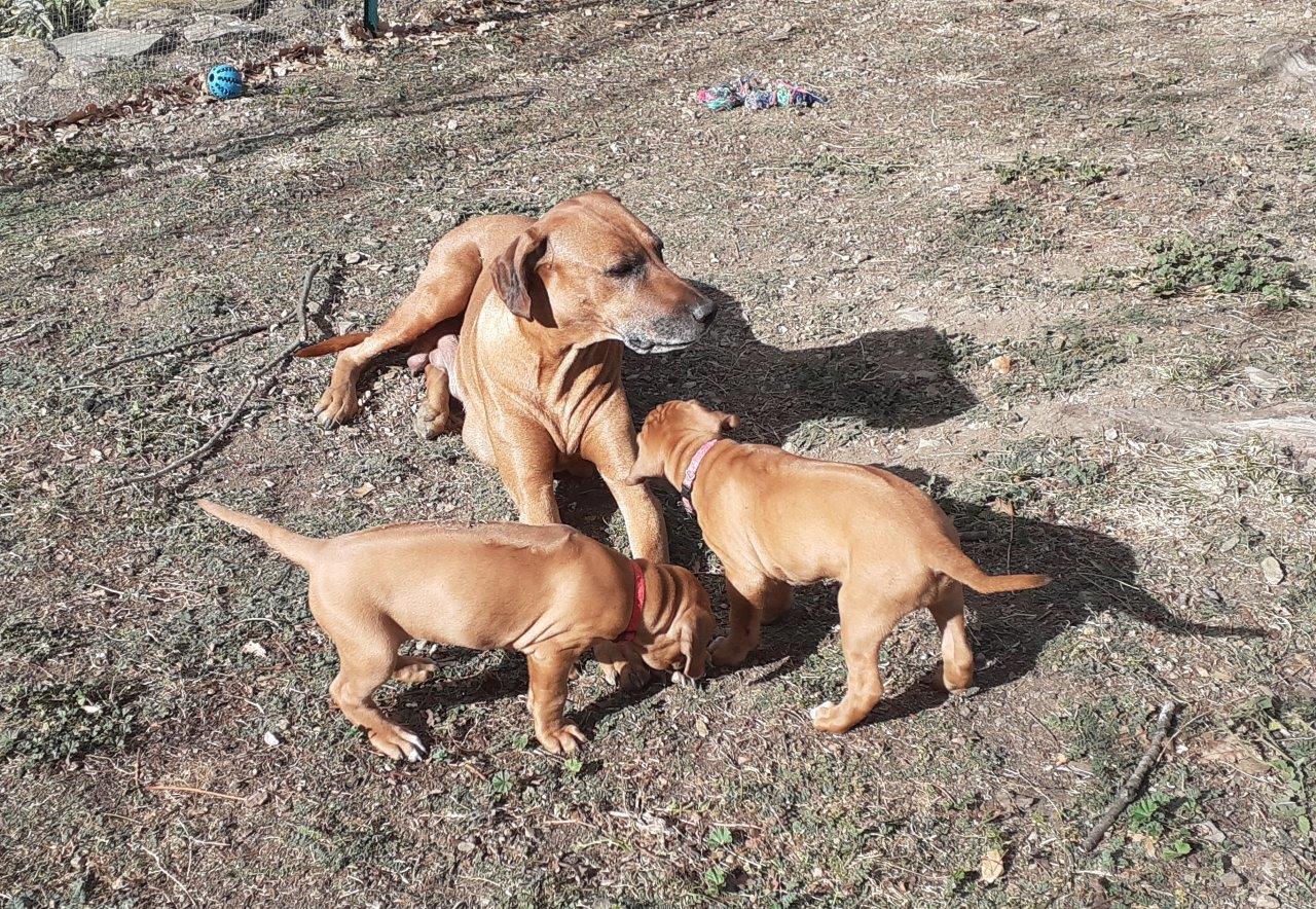 Rhodesian ridgeback