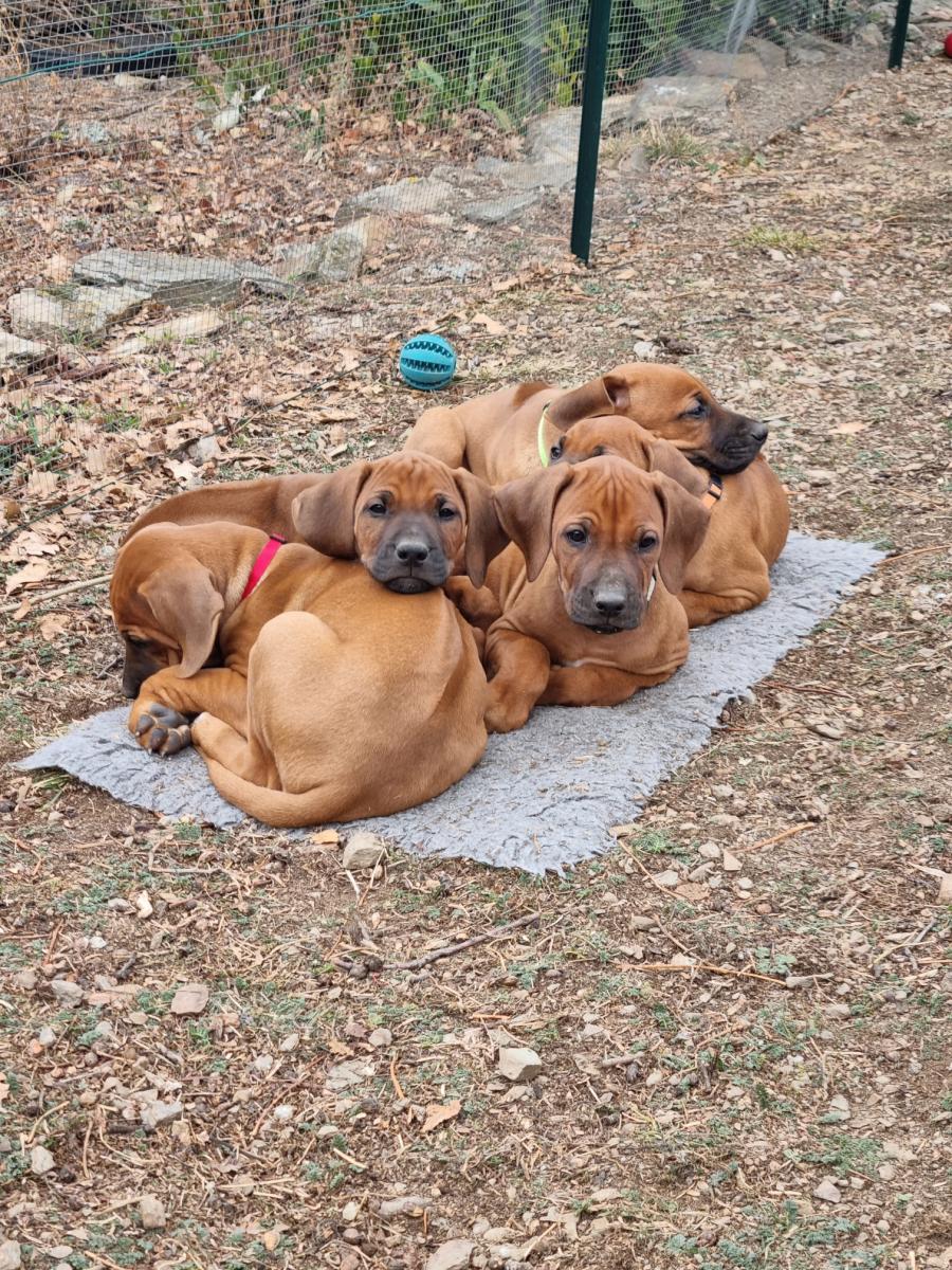 Rhodesian ridgeback