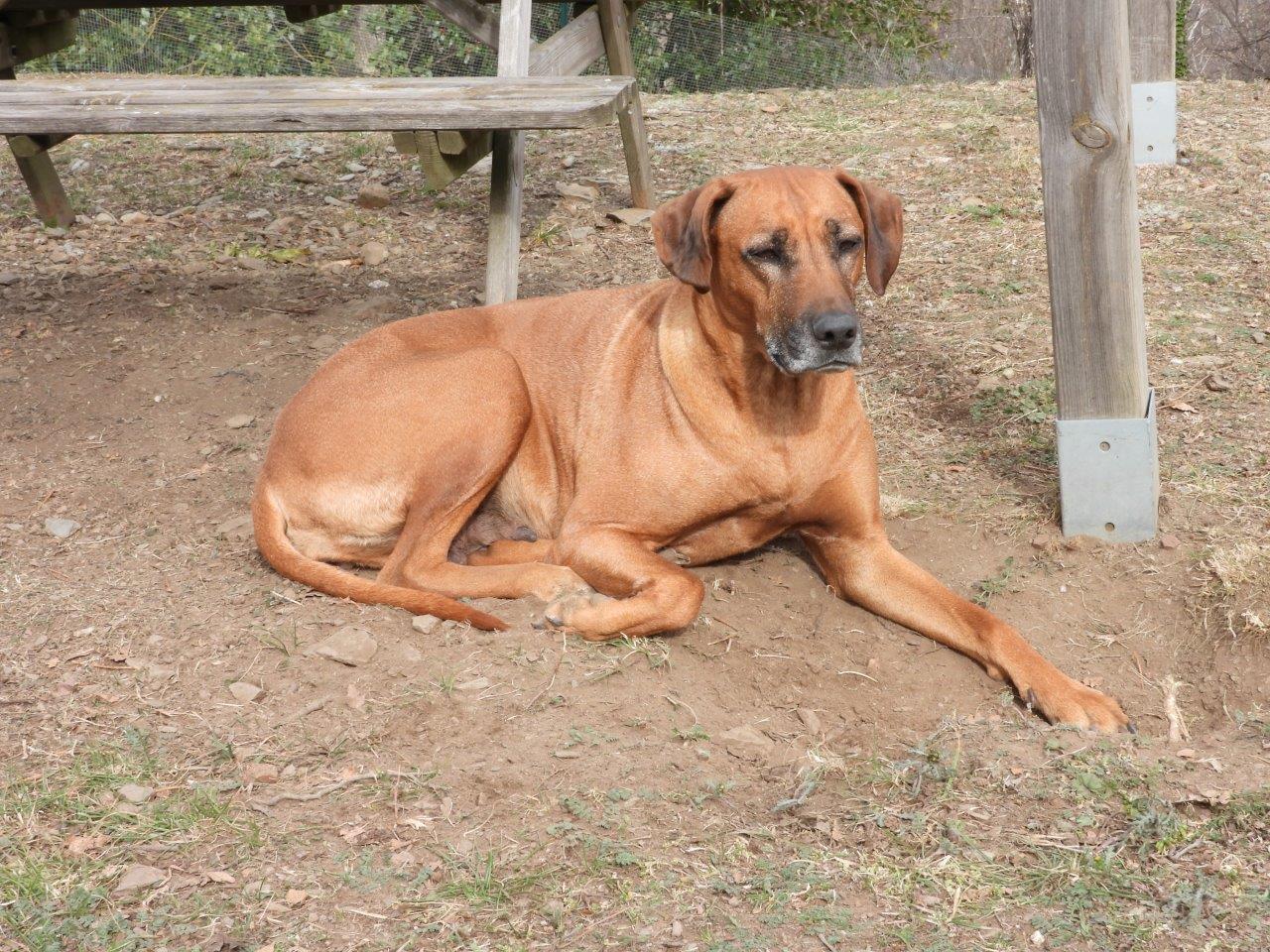 Rhodesian ridgeback