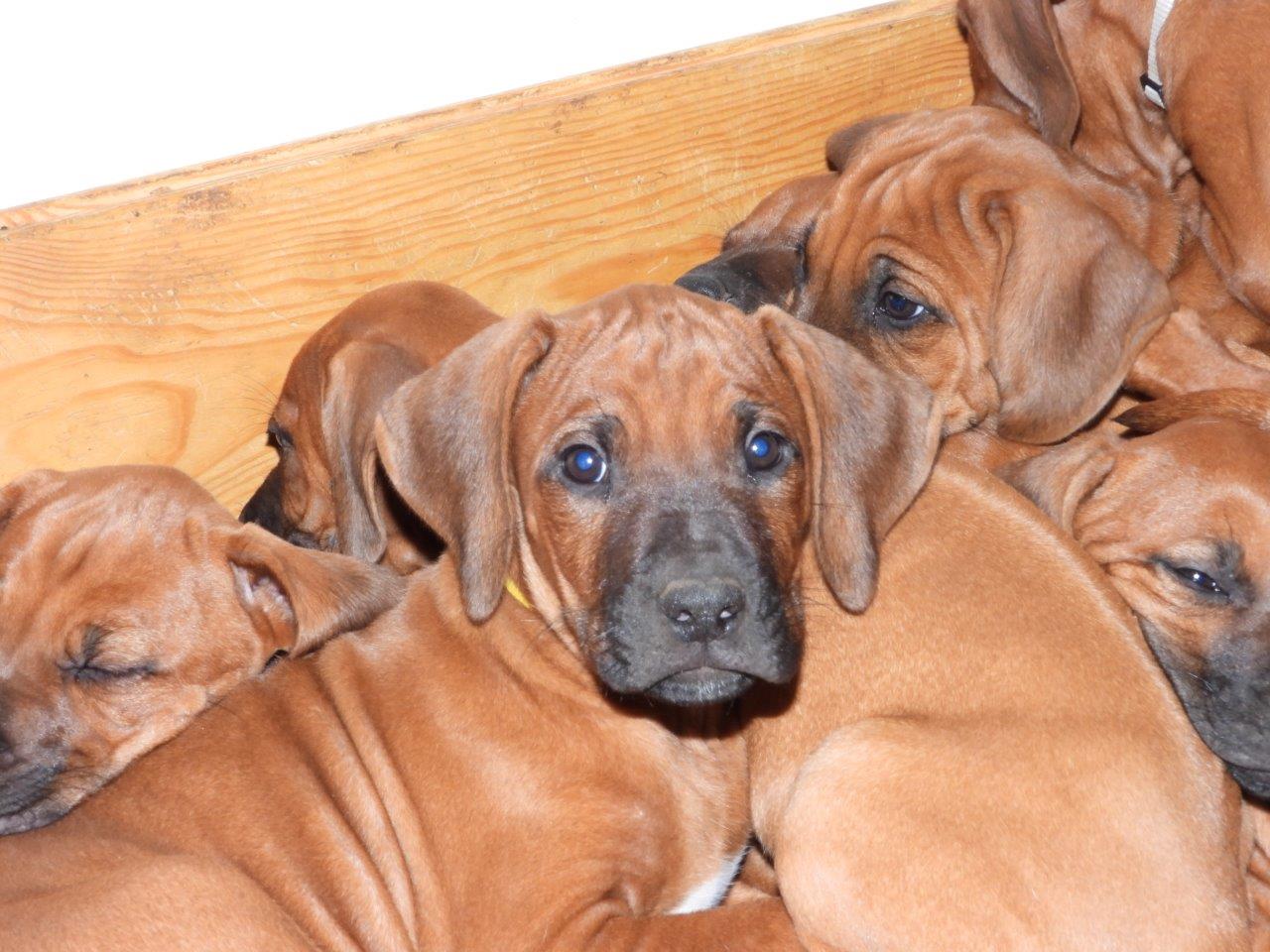 Rhodesian ridgeback