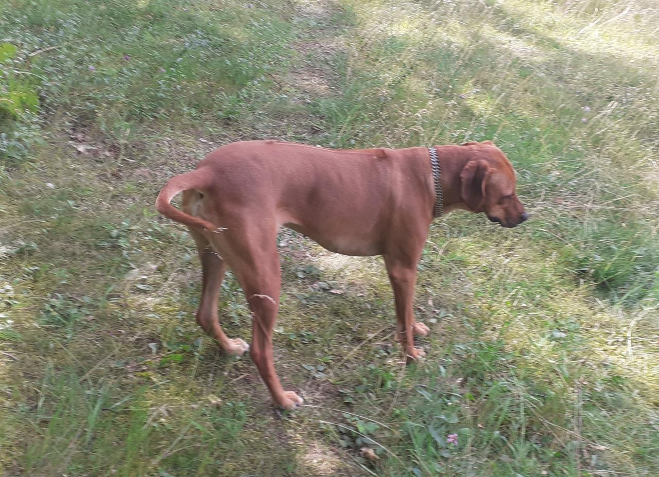 Rhodesian ridgeback