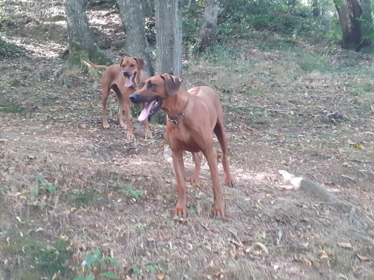 Rhodesian ridgeback