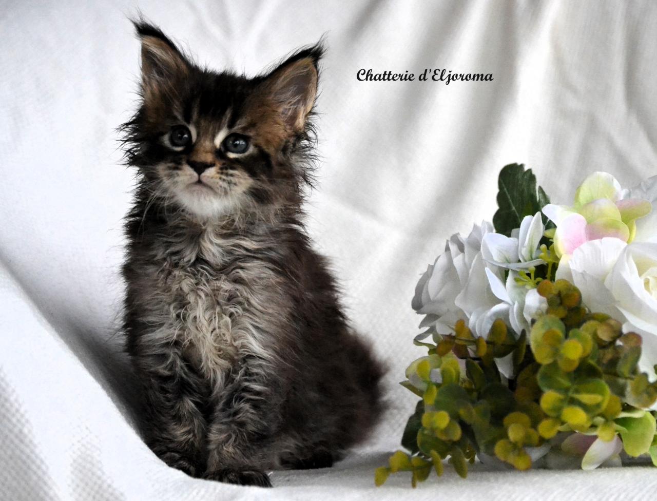 Maine coon