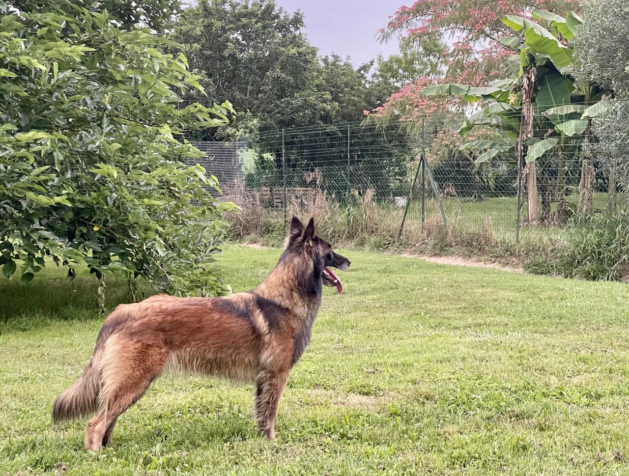 Berger belge tervueren