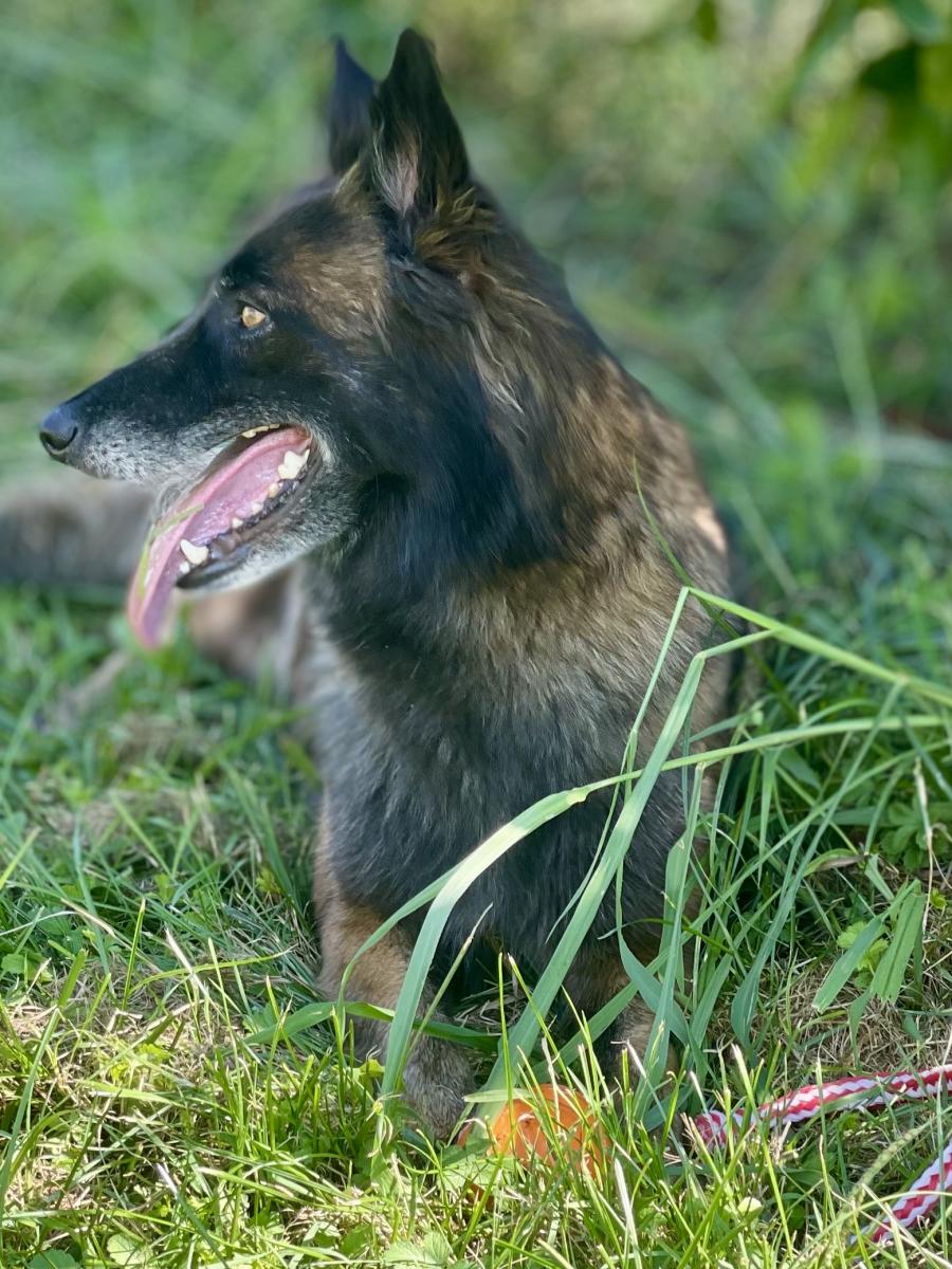 Berger belge tervueren