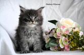 chaton maine coon