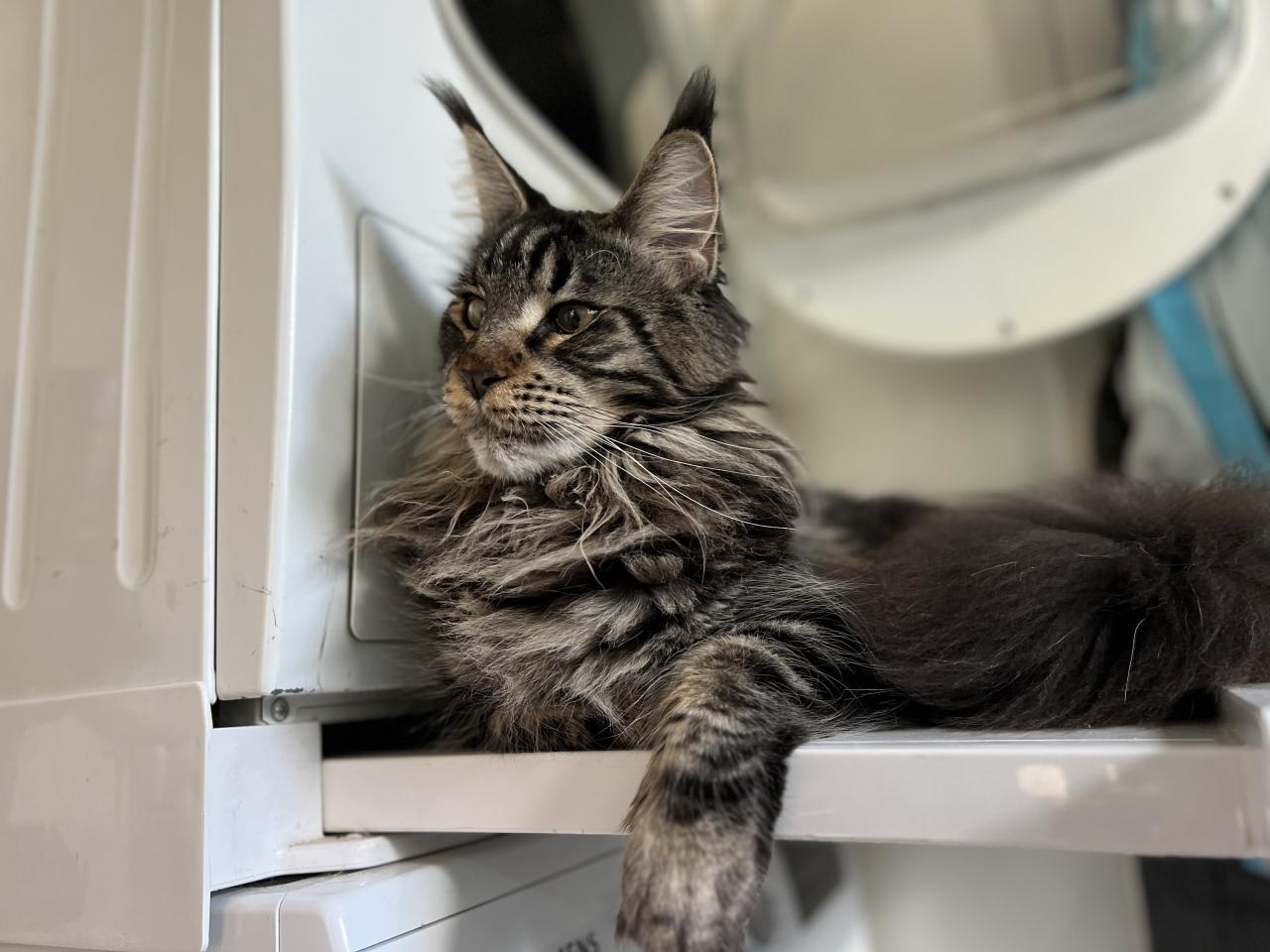 Maine coon