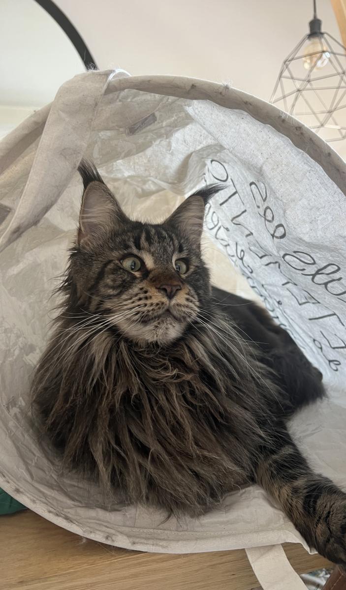 Maine coon