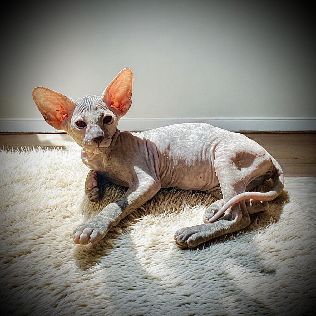 Peterbald