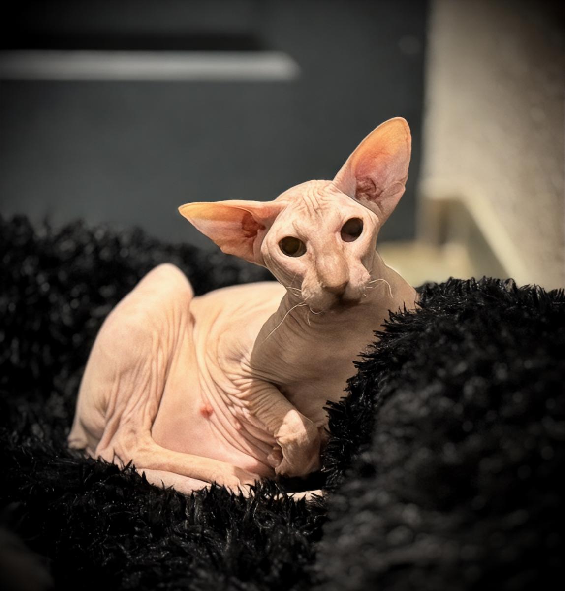 Peterbald