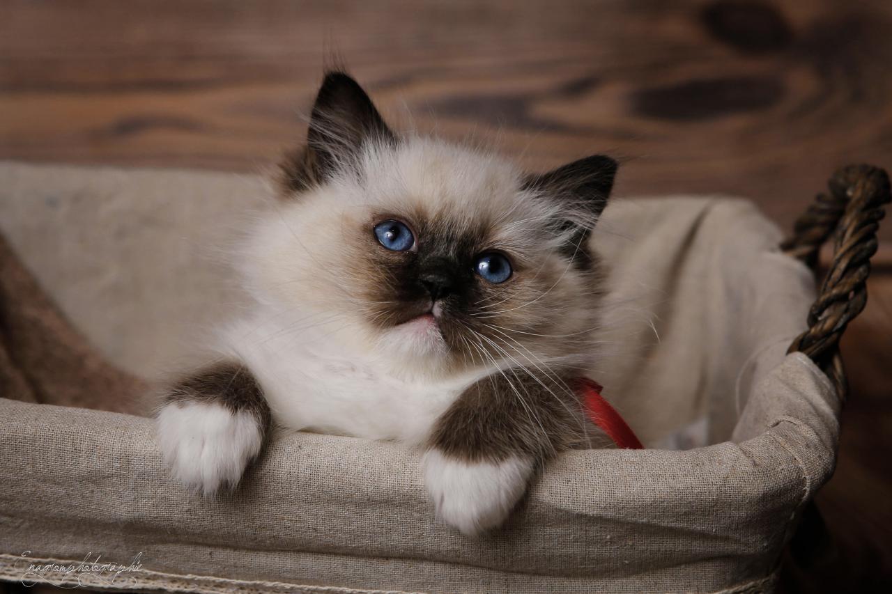 Ragdoll