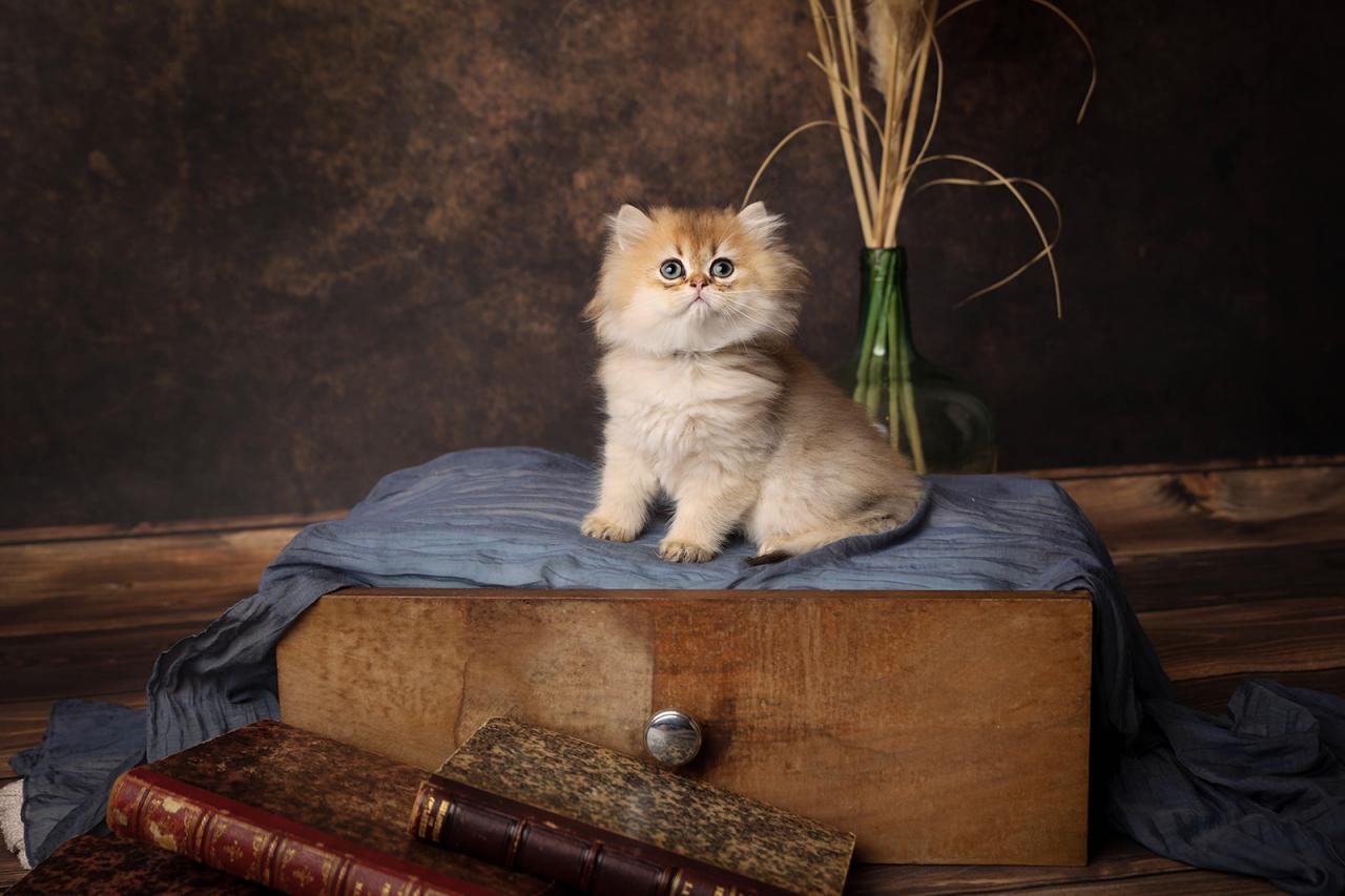 British longhair