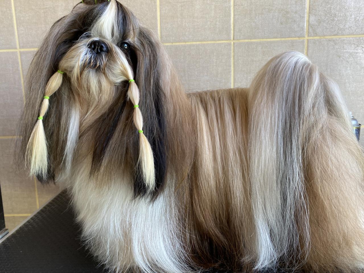 Shih tzu