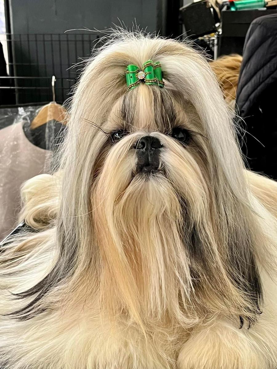 Shih tzu